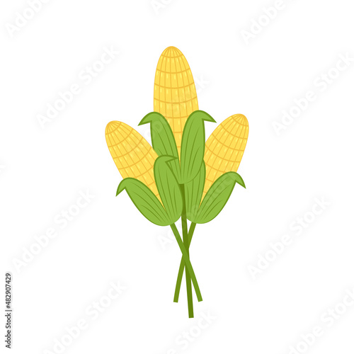 Corn vector. Corn on white background.  corn cartoon vector.