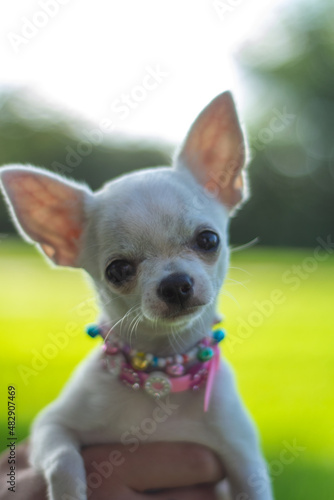 Chihuahua cachorro mirando a cámara con collar muy bonito.  © Pablo