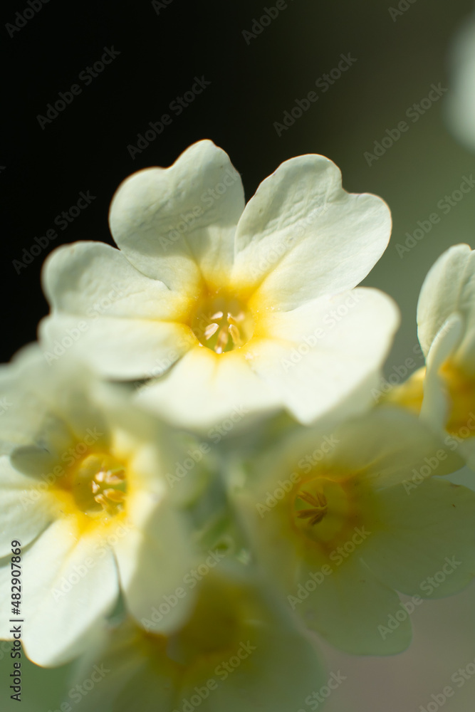 yellow daffodil flower yellow daffodil flower