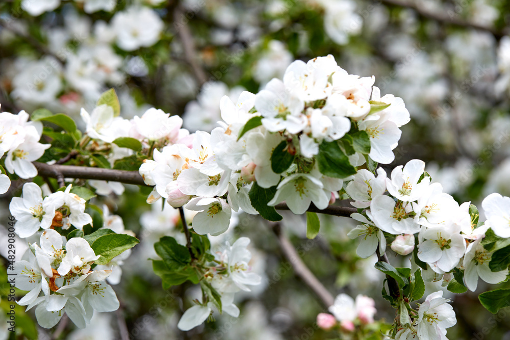 spring tree with white flowers spring tree with white flowers