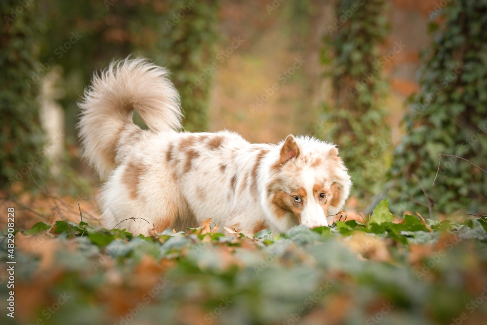 Australian shepherd is standing in the leaves in the forest. Autumn photoshooting in park.