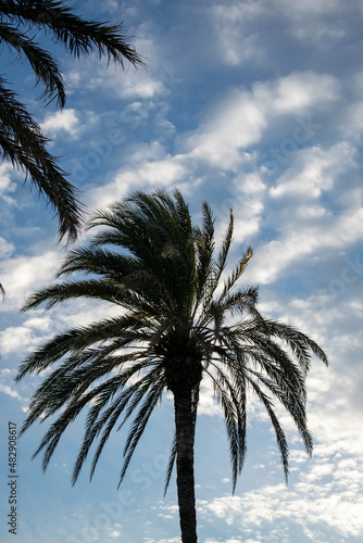 Palmera con fondo de cielo azul.