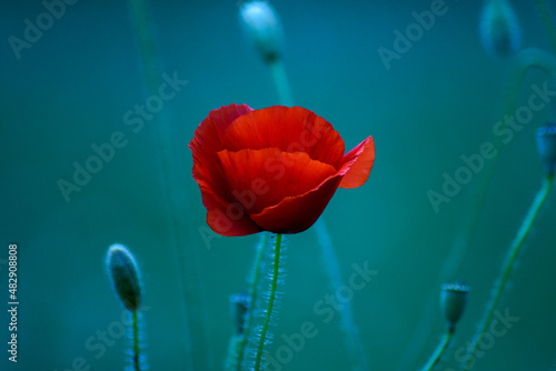 red poppy on blue background