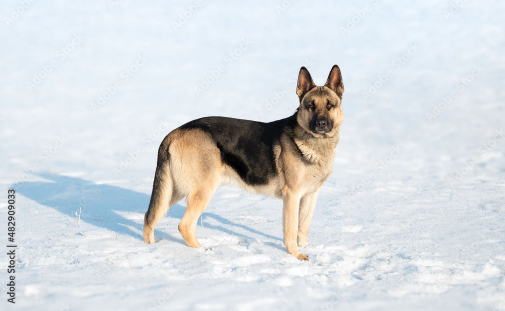 Eastern European Shepherd in winter Eastern European Shepherd in winter
