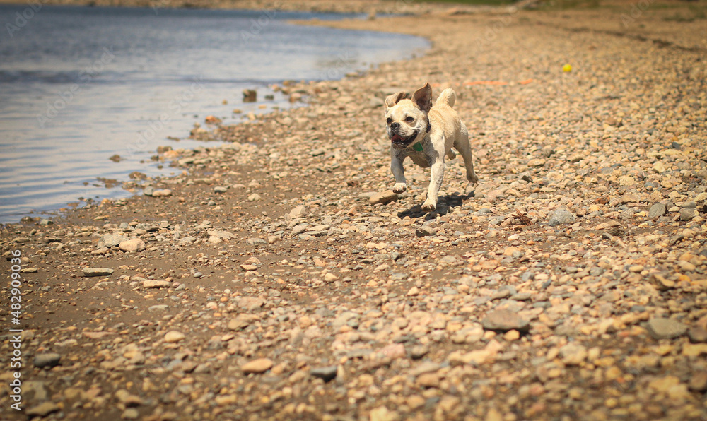 Fototapeta premium dog on the beach