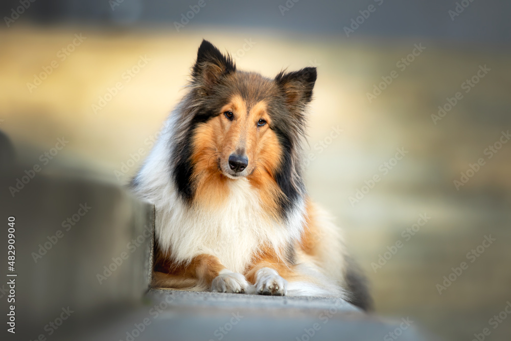 Langhaar Collie Langhaar Collie