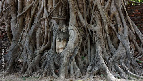 Fotografi Buddha face in the woods
