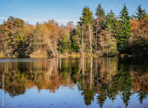 Beautiful forest landscape with reflection in the pond of a nature reserve in Genk  Limburg  Belgium.