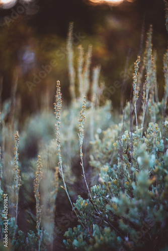 Fotografía green and bright sage brush photographed with very shallow depth of field with b