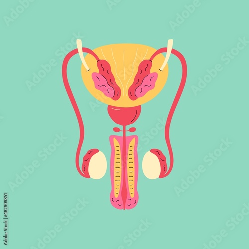 Male reproductive system flat cartoon style. Medical poster of man internal organs, contemporary anatomy concept. Vector illustration