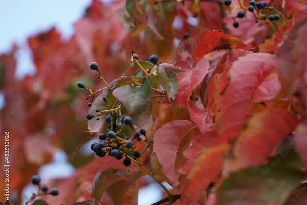 Herbst Blätter