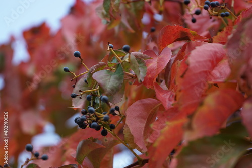 Obraz na płótnie Herbst Blätter w salonie