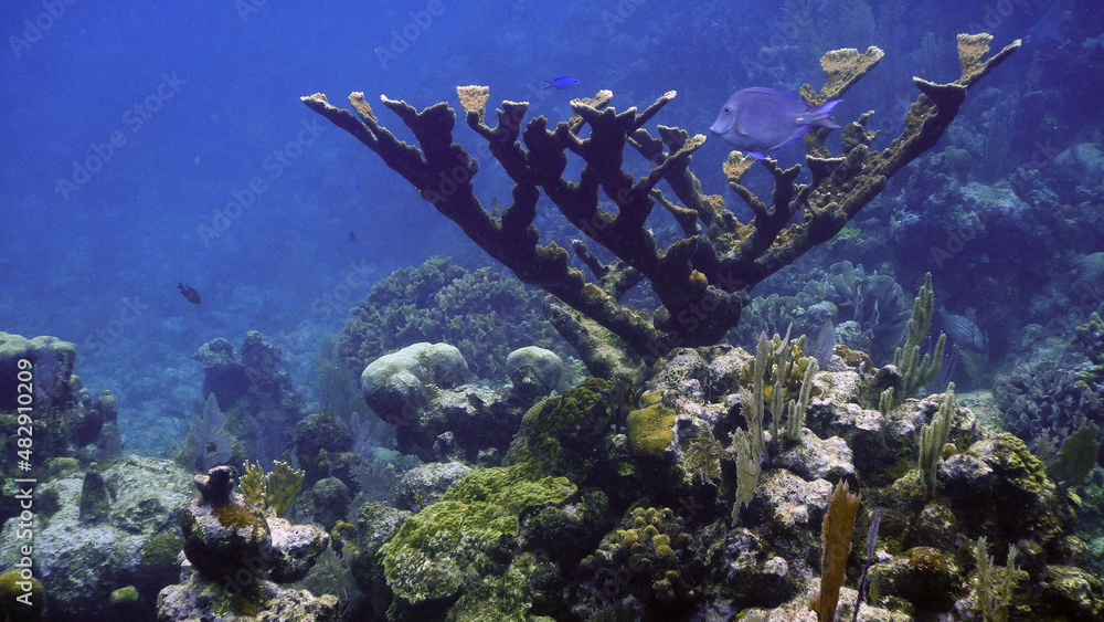 Fototapeta premium coral reef with fish