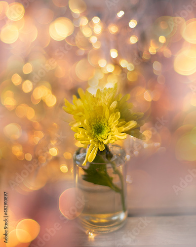 Wallpaper Mural Flowers in a vase with lots of bokeh  Torontodigital.ca