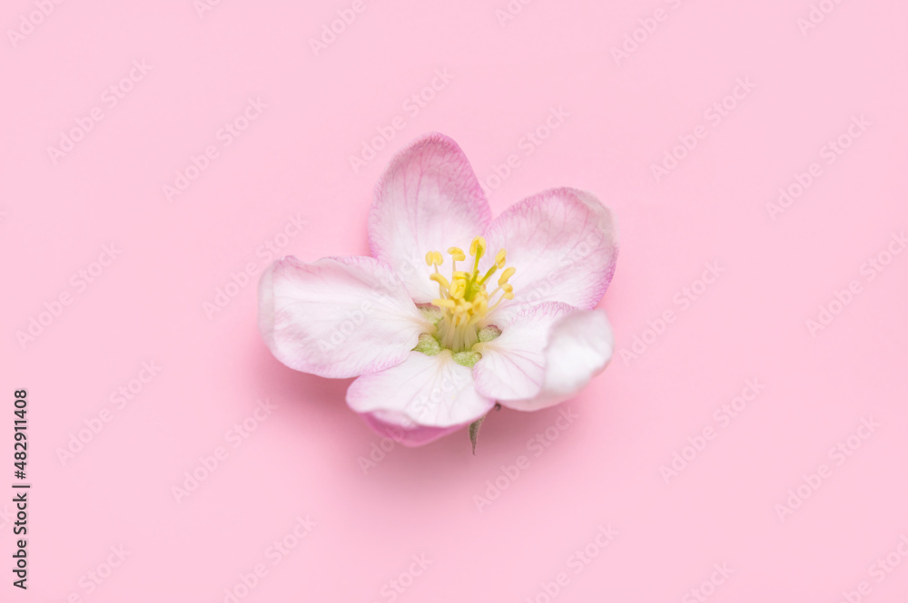 Spring background. Beautiful delicate fresh spring flowers and buds of apple tree on pink background flat lay top view. Springtime nature concept. Bloom, inflorescence, flowering Spring background. Beautiful delicate fresh spring flowers and buds of apple tree on pink background flat lay top view. Springtime nature concept. Bloom, inflorescence, flowering