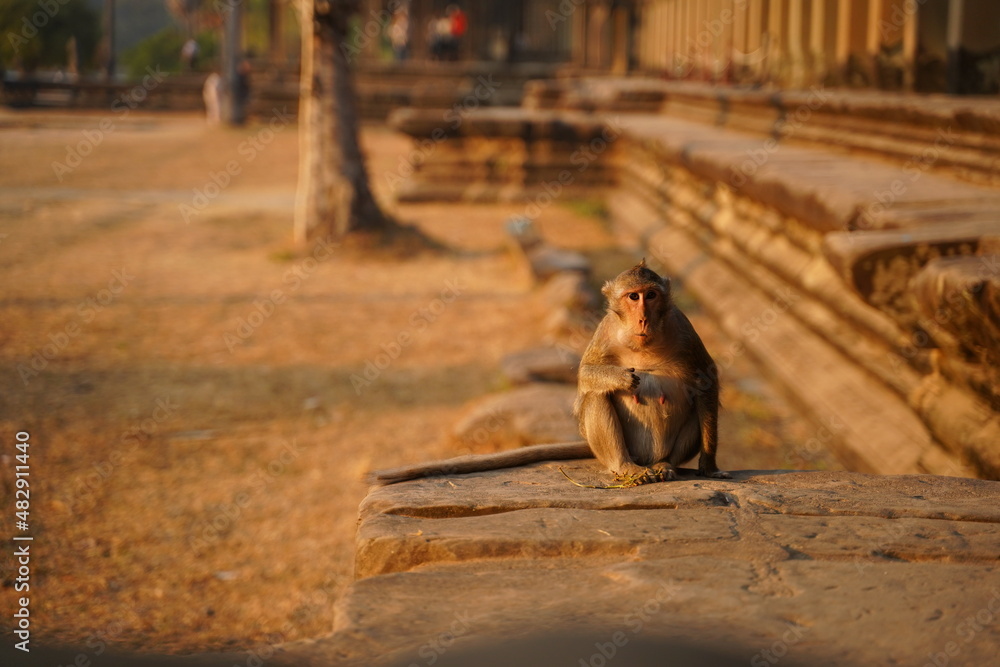 Monkey in the living nature. Cambodia, Angkor Wat
