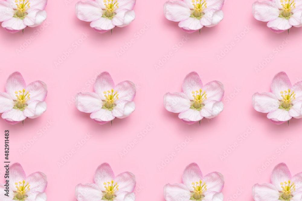 Flower pattern. Spring background. Beautiful delicate fresh spring flowers and buds of apple tree on pink background flat lay top view. Springtime nature concept. Bloom, inflorescence, flowering Flower pattern. Spring background. Beautiful delicate fresh spring flowers and buds of apple tree on pink background flat lay top view. Springtime nature concept. Bloom, inflorescence, flowering