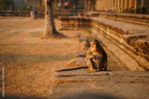 Obraz na płótnie Monkey in the living nature. Cambodia, Angkor Wat w salonie