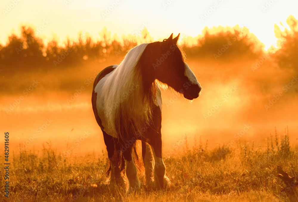 Tinker mare running in the sunrise in the summer field free.