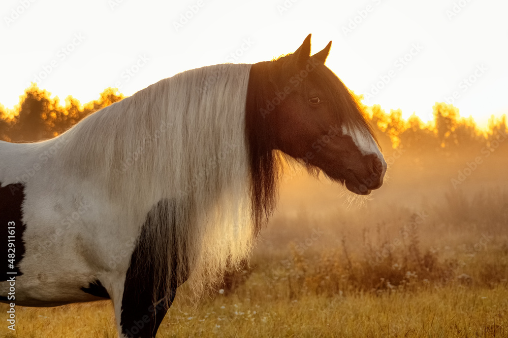 Tinker mare running in the sunrise in the summer field free.