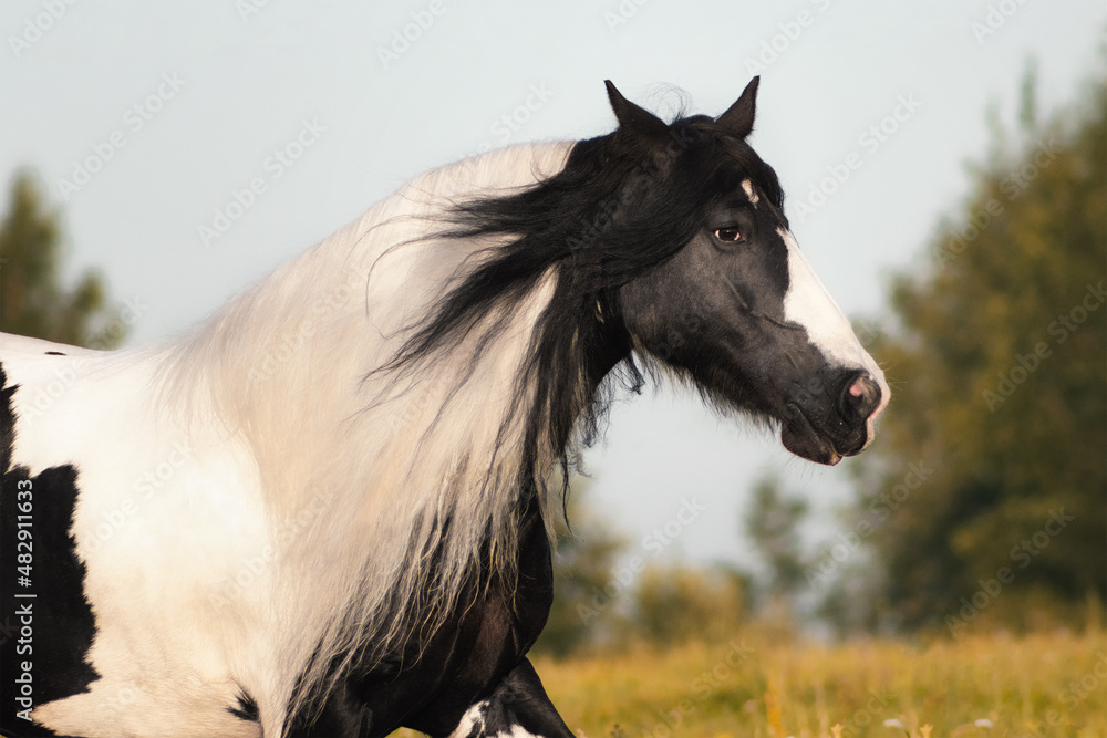 Paint gypsy cob mare running outside in summer field.
