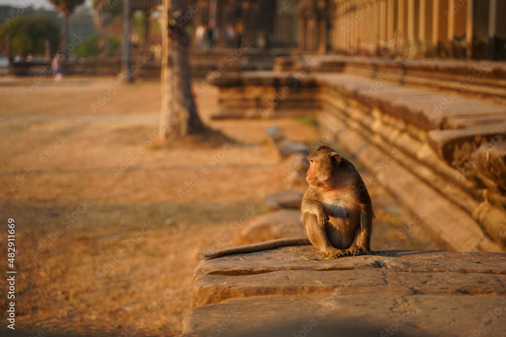 Cute Monkey in the living nature. Cambodia, Angkor Wat