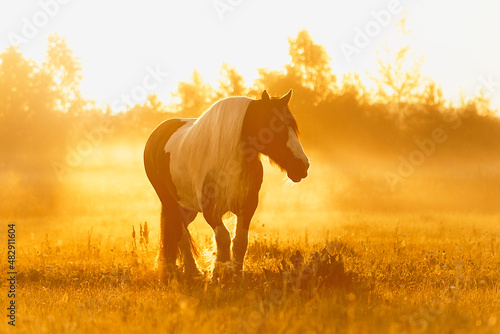 Obraz na płótnie Tinker mare running in the sunrise in the summer field free. w salonie