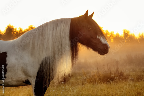 Obraz na płótnie Tinker mare running in the sunrise in the summer field free. w salonie