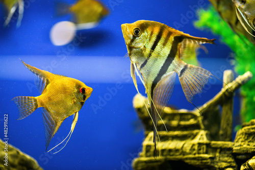Angelfish Pterophyllum scalare. Scalar fish swims in aquarium on a blue background