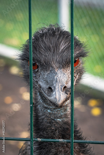 Emu zakrętami
