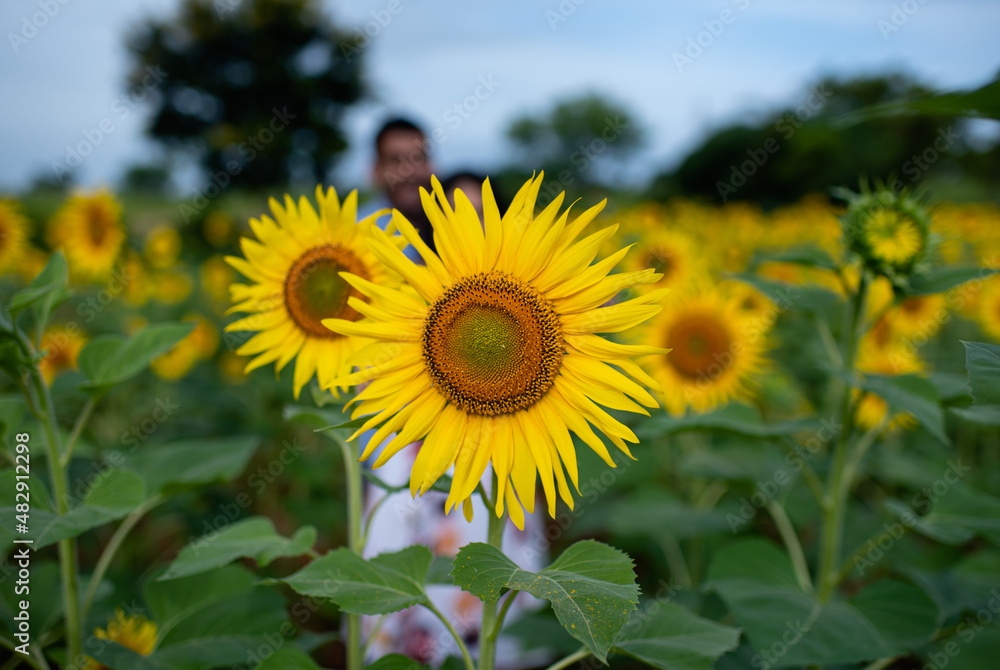 sunflowers in the field sunflowers in the field