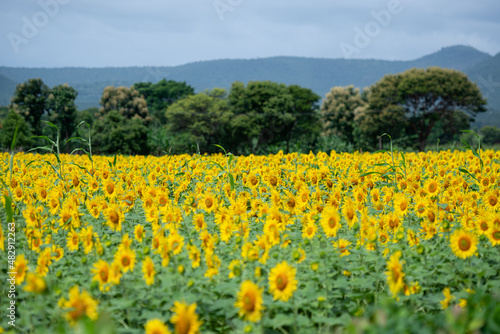 field of bright sunflowers in the country side