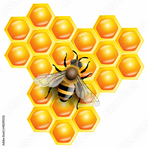 Fototapeta Naklejka Na Ścianę i Meble -  3d realistic vector illustration. Honey Background with Bee Working on a pieces of honeycomb