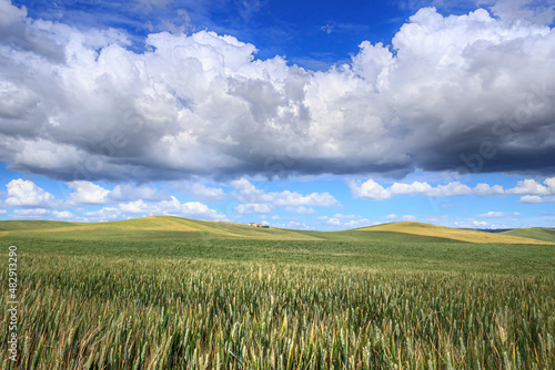 Hilly landscape with corn field immature  dominated by clouds in Apulia  Italy. In the background farms and farmhouses.