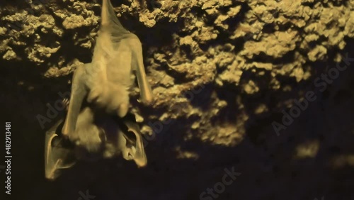 Bats perched on a cave wall. High quality 4k footage photo