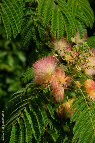 Fluffy pink flowers of Constantinople acacia. Beautifully flowering tree Albitsia Lenkoran blooms in the garden. Branches of Albizia julibrissin with green leaves, inflorescences and buds. photo