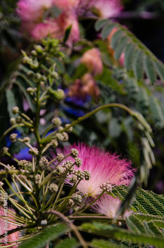 Fluffy pink flowers of Constantinople acacia. Beautifully flowering tree Albitsia Lenkoran blooms in the garden. Branches of Albizia julibrissin with green leaves, inflorescences and buds. photo