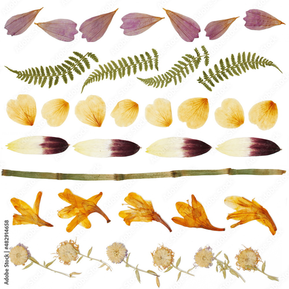 Dried leaves, petals and flowers on a white background. Herbarium from isolated elements. Рattern Dried leaves, petals and flowers on a white background. Herbarium from isolated elements. Рattern