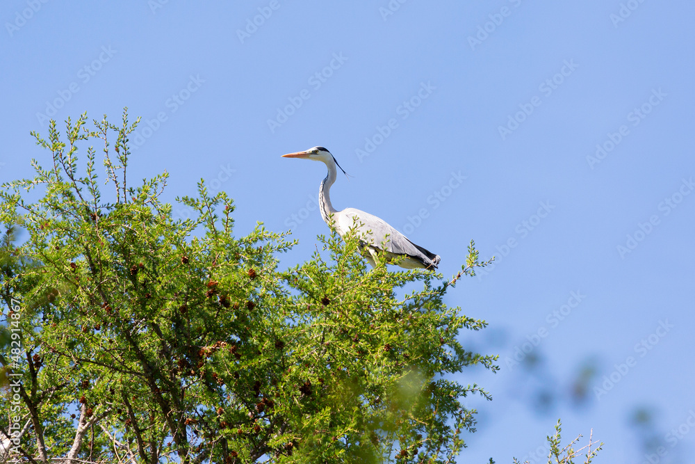 Gray heron stands on a tree branch Gray heron stands on a tree branch