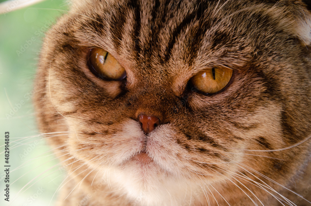 Selective focus face of striped brown Scottish fold with amber eyes. Portrait of Tabby cat with copy space. Concept of pets. Selective focus face of striped brown Scottish fold with amber eyes. Portrait of Tabby cat with copy space. Concept of pets.