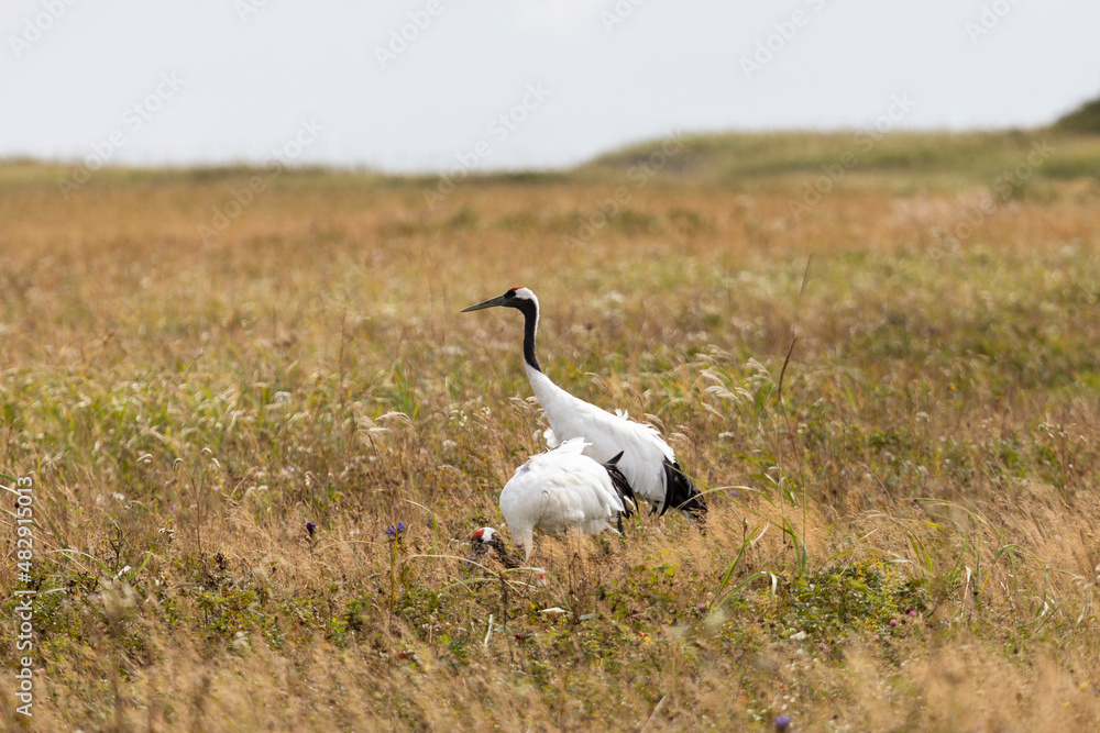 Two red-crowned crane. Kunashir Island. South Kuriles Two red-crowned crane. Kunashir Island. South Kuriles