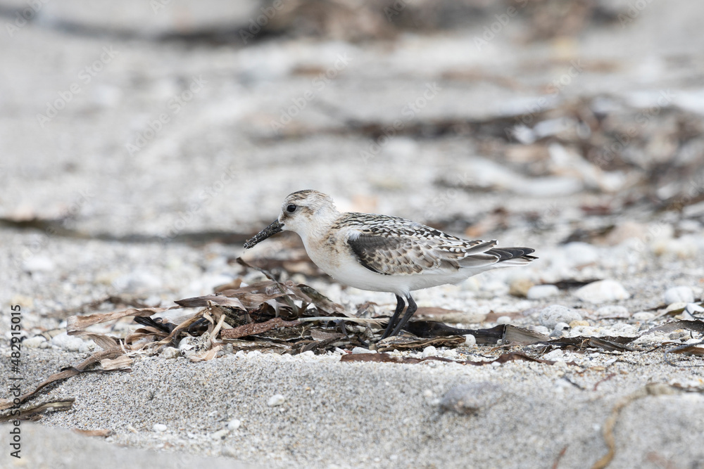 Calidris is looking for insects in the sand among the seaweed. Kunashir Island Calidris is looking for insects in the sand among the seaweed. Kunashir Island