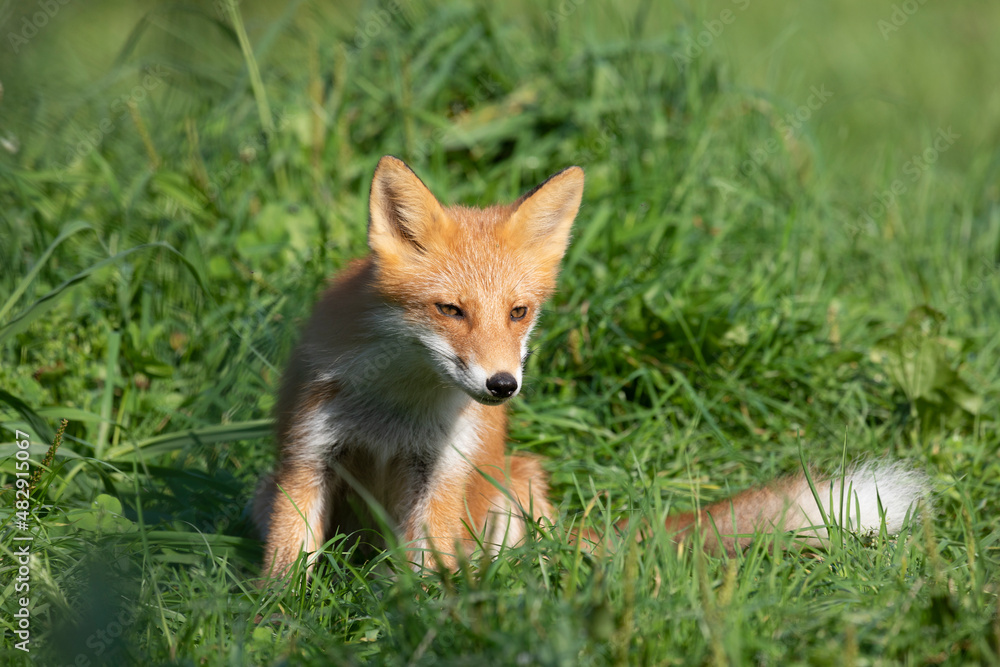 Fototapeta premium Adult red fox, Kunashir Island