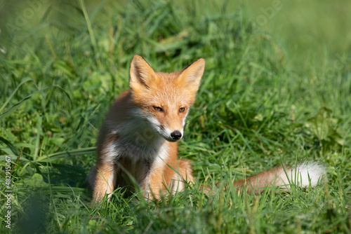 Adult red fox, Kunashir Island