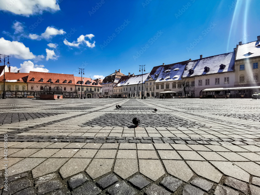 Pigeon walking on the square in Sibiu