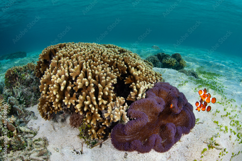Fototapeta premium False clownfish, Amphiprion ocellaris, swim around their host anemone on a shallow seafloor in Indonesia. This is an example of a mutualistic symbiosis in which both species benefit. 