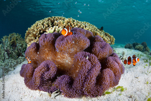 False clownfish, Amphiprion ocellaris, swim around their host anemone on a shallow seafloor in Indonesia. This is an example of a mutualistic symbiosis in which both species benefit.  photo