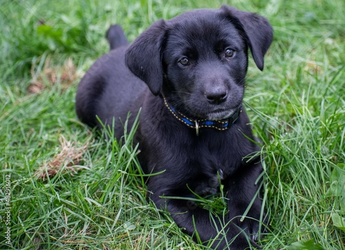 black puppy on green grass