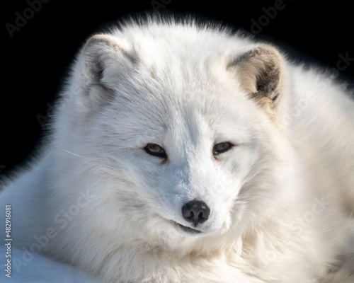 arctic fox looking at camera in a zoo