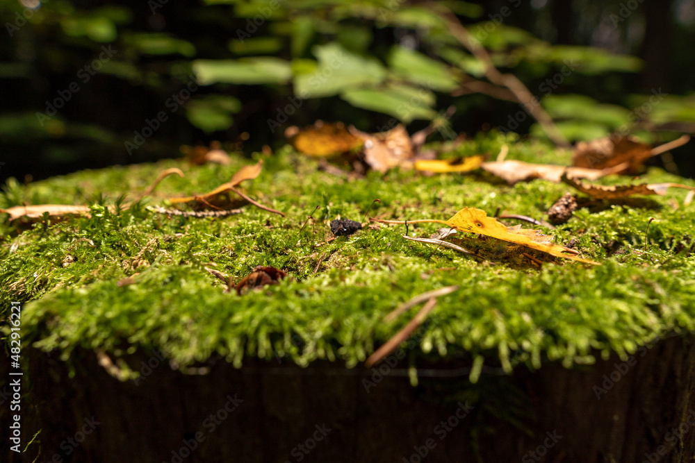 Cut down a tree in the forest, a stump covered with green moss. Close-up. Cut down a tree in the forest, a stump covered with green moss. Close-up.